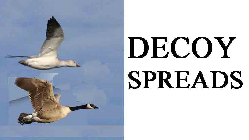 waterfowl hunting decoy spreads